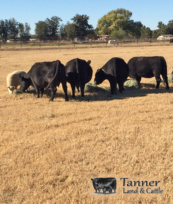 Tanner Land and Cattle